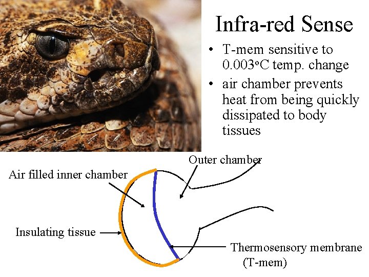 Infra-red Sense • T-mem sensitive to 0. 003 o. C temp. change • air