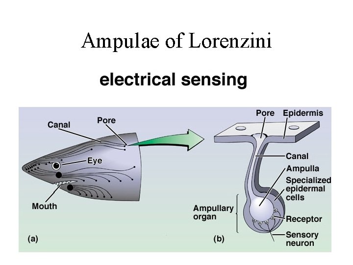 Ampulae of Lorenzini 