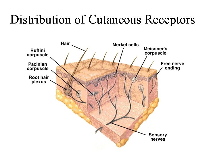 Distribution of Cutaneous Receptors 