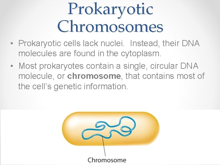 Prokaryotic Chromosomes • Prokaryotic cells lack nuclei. Instead, their DNA molecules are found in