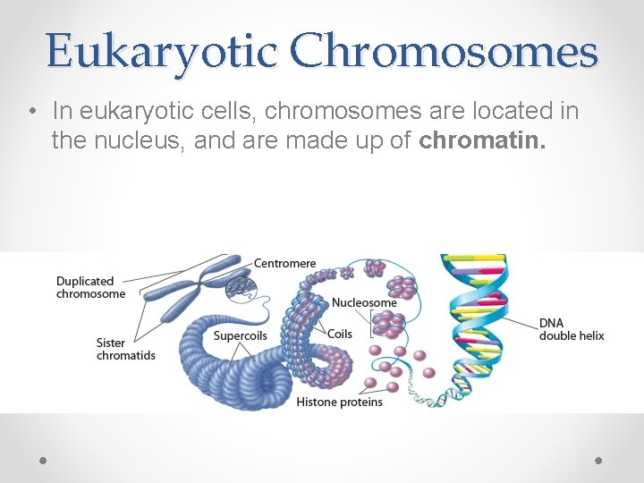 Eukaryotic Chromosomes • In eukaryotic cells, chromosomes are located in the nucleus, and are