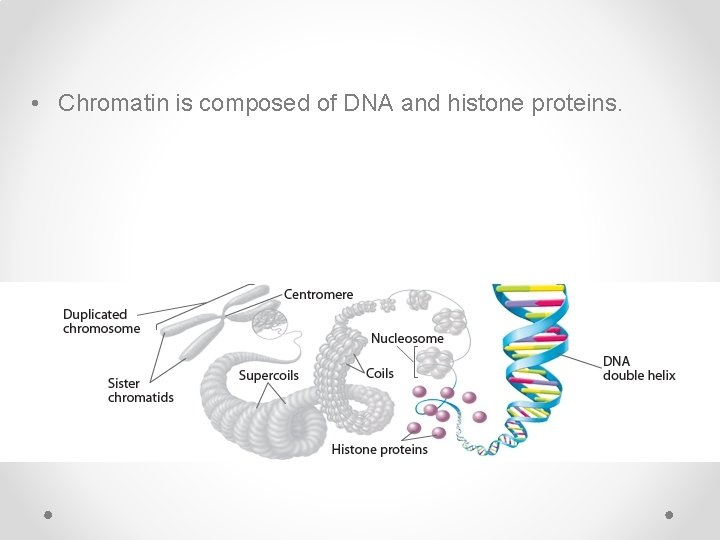  • Chromatin is composed of DNA and histone proteins. 