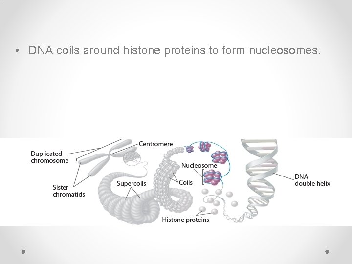 • DNA coils around histone proteins to form nucleosomes. 