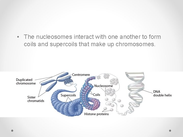  • The nucleosomes interact with one another to form coils and supercoils that