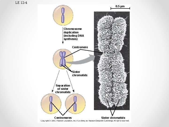 LE 12 -4 0. 5 µm Chromosome duplication (including DNA synthesis) Centromere Sister chromatids