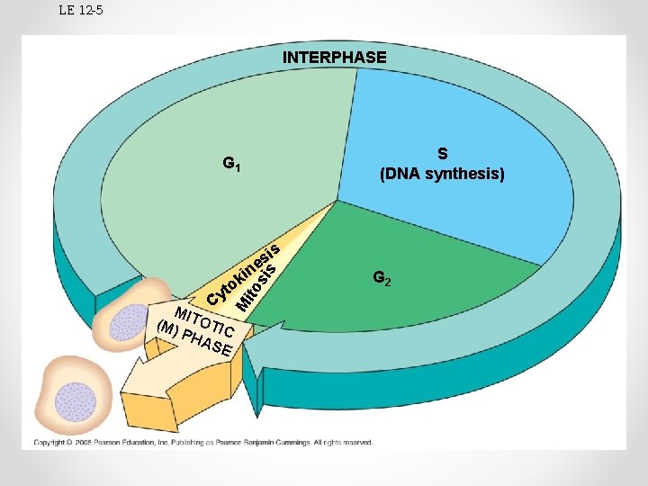 LE 12 -5 INTERPHASE S (DNA synthesis) G 1 M MIT (M) OTIC PH