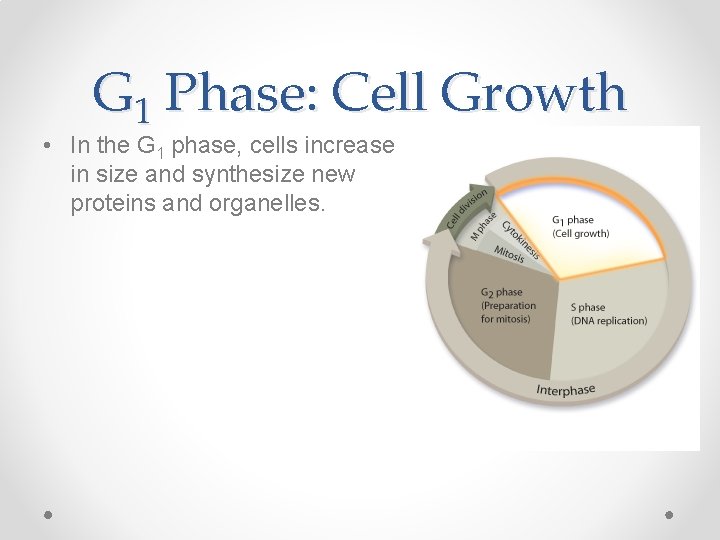 G 1 Phase: Cell Growth • In the G 1 phase, cells increase in