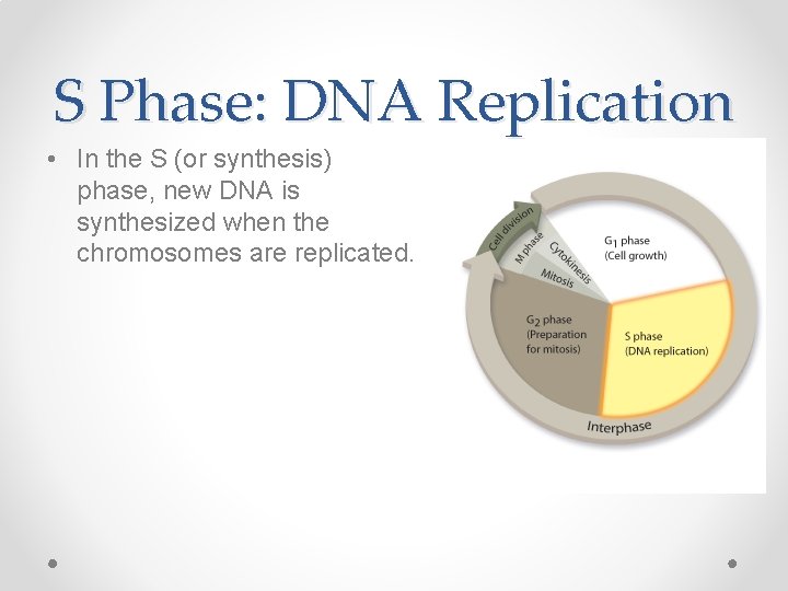 S Phase: DNA Replication • In the S (or synthesis) phase, new DNA is