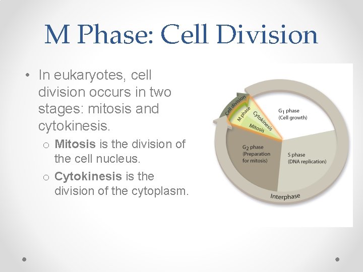 M Phase: Cell Division • In eukaryotes, cell division occurs in two stages: mitosis