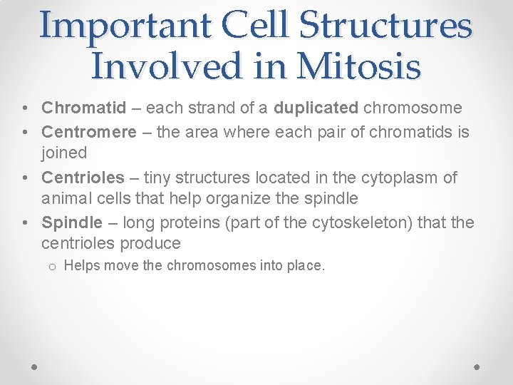 Important Cell Structures Involved in Mitosis • Chromatid – each strand of a duplicated
