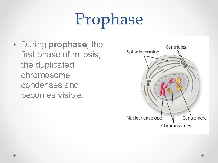 Prophase • During prophase, the first phase of mitosis, the duplicated chromosome condenses and