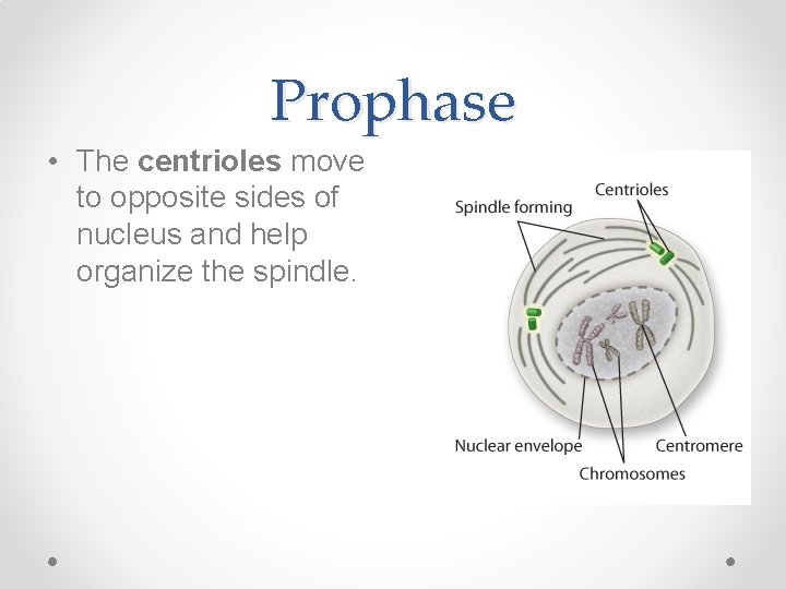 Prophase • The centrioles move to opposite sides of nucleus and help organize the