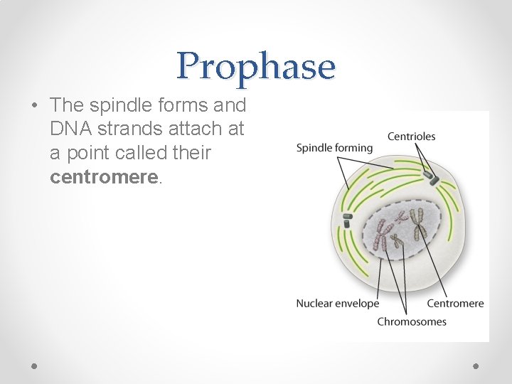 Prophase • The spindle forms and DNA strands attach at a point called their