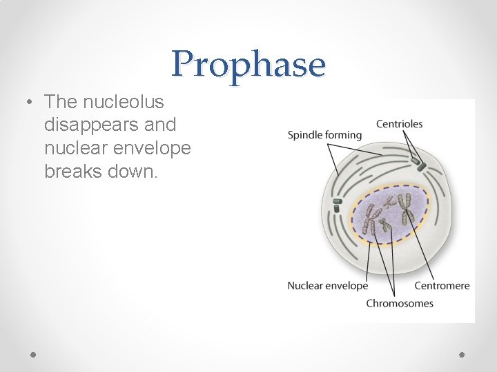 Prophase • The nucleolus disappears and nuclear envelope breaks down. 