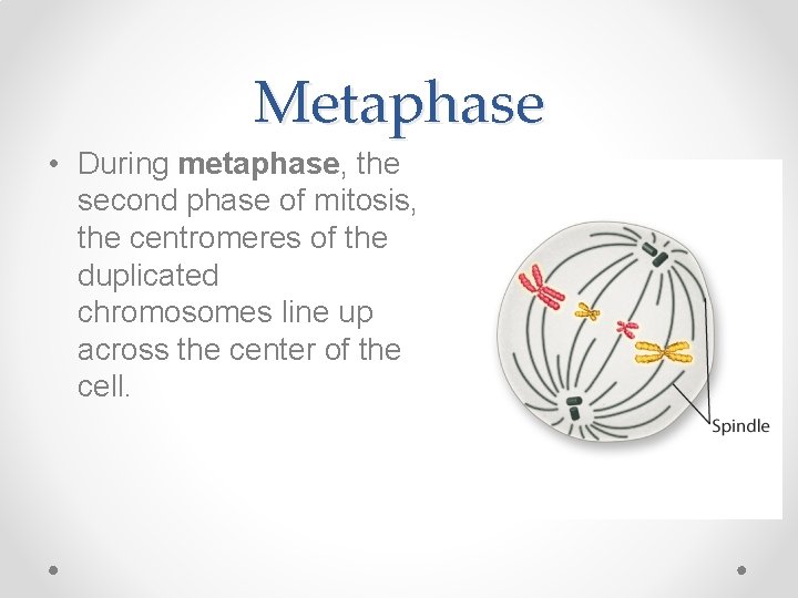 Metaphase • During metaphase, the second phase of mitosis, the centromeres of the duplicated