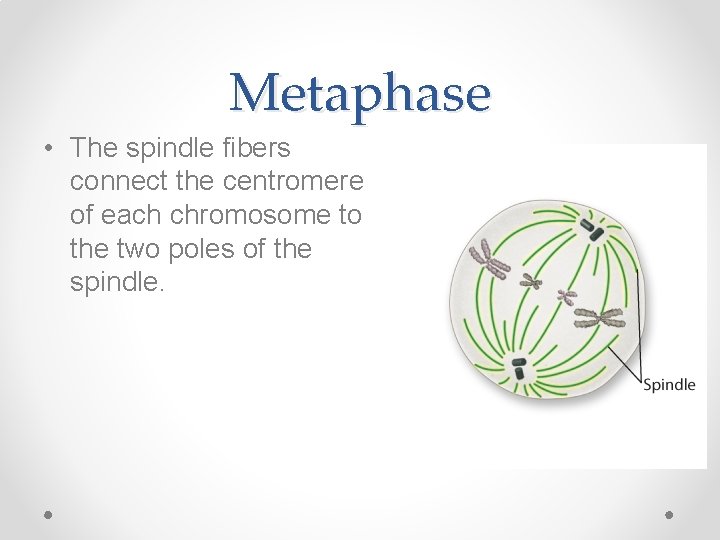 Metaphase • The spindle fibers connect the centromere of each chromosome to the two