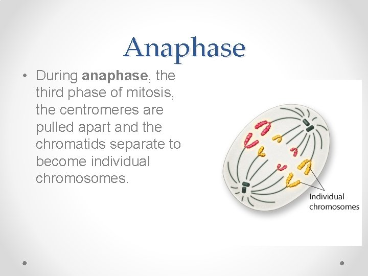 Anaphase • During anaphase, the third phase of mitosis, the centromeres are pulled apart