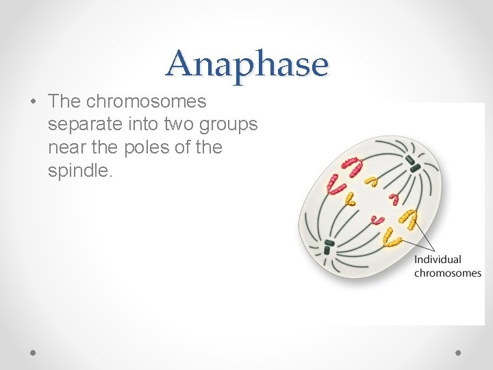 Anaphase • The chromosomes separate into two groups near the poles of the spindle.