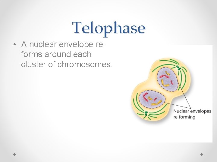 Telophase • A nuclear envelope reforms around each cluster of chromosomes. 