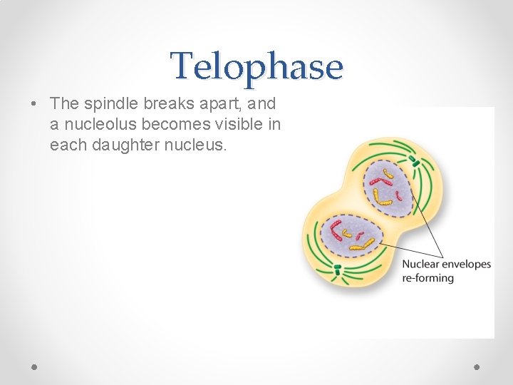 Telophase • The spindle breaks apart, and a nucleolus becomes visible in each daughter