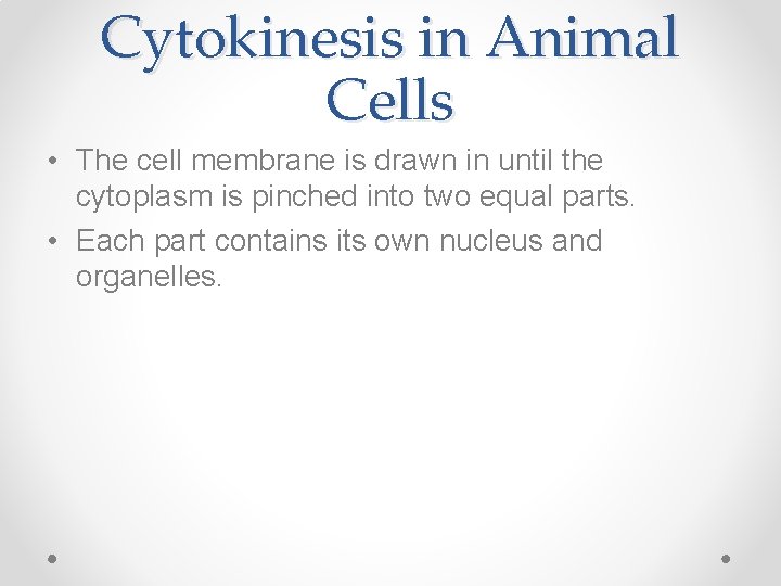 Cytokinesis in Animal Cells • The cell membrane is drawn in until the cytoplasm