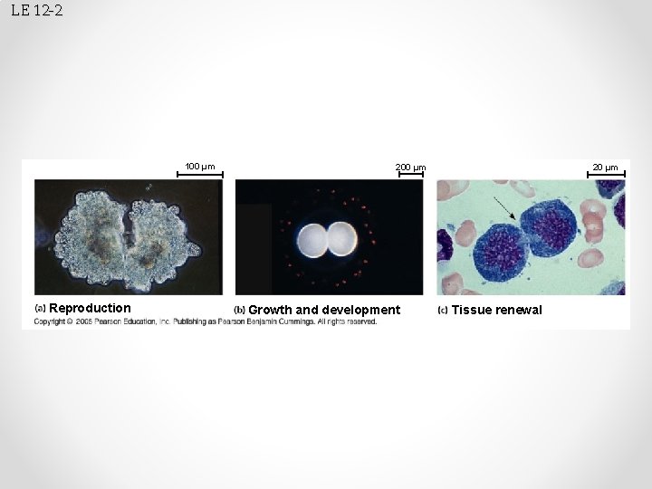 LE 12 -2 100 µm Reproduction 200 µm Growth and development 20 µm Tissue