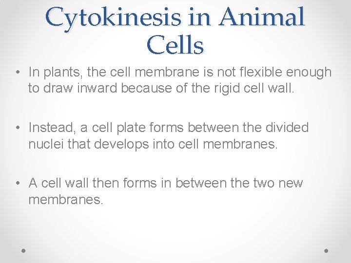 Cytokinesis in Animal Cells • In plants, the cell membrane is not flexible enough