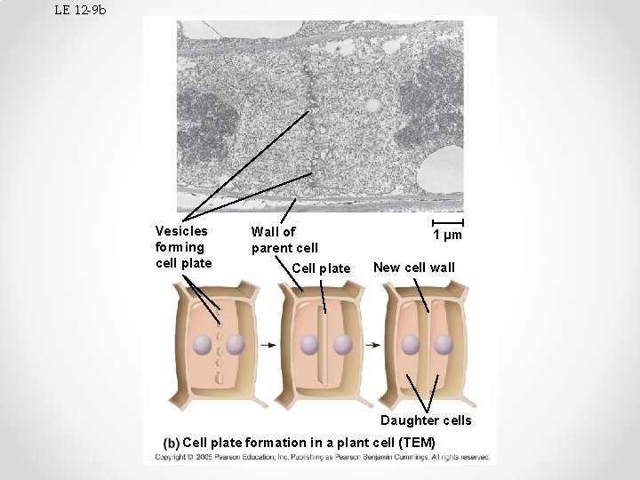 LE 12 -9 b Vesicles forming cell plate Wall of parent cell Cell plate
