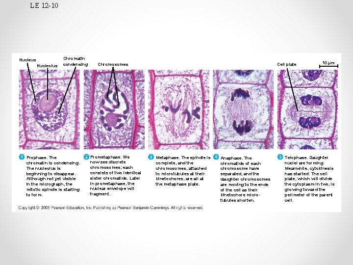 LE 12 -10 Nucleus Nucleolus Chromatin condensing Prophase. The chromatin is condensing. The nucleolus