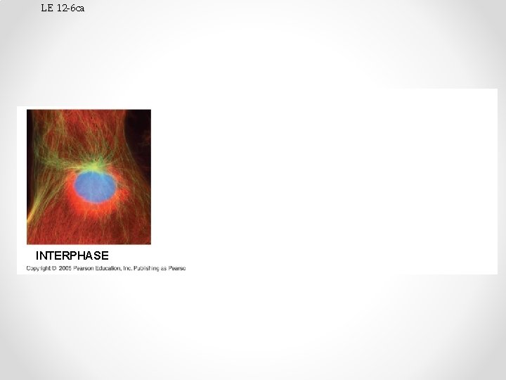 LE 12 -6 ca INTERPHASE PROMETAPHASE 