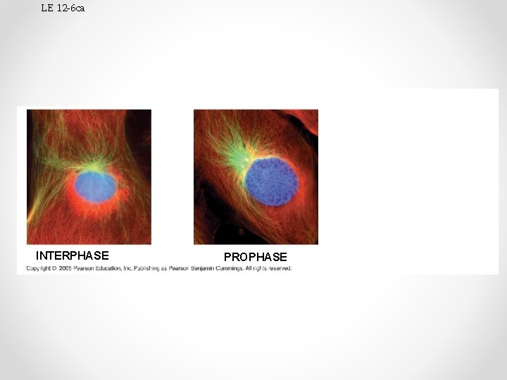 LE 12 -6 ca INTERPHASE PROMETAPHASE 