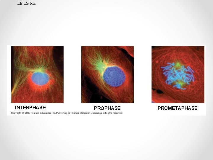 LE 12 -6 ca INTERPHASE PROMETAPHASE 