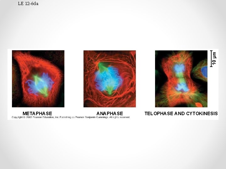 10 µm LE 12 -6 da METAPHASE ANAPHASE TELOPHASE AND CYTOKINESIS 