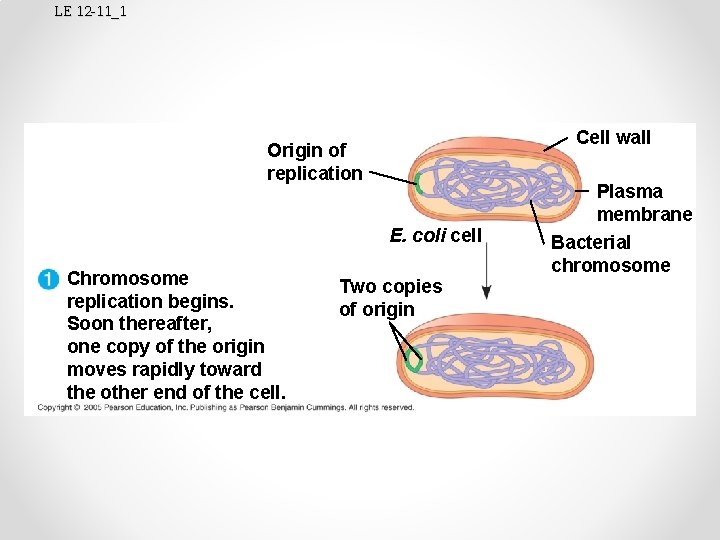 LE 12 -11_1 Cell wall Origin of replication Plasma membrane E. coli cell Chromosome