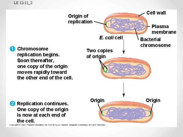 LE 12 -11_2 Cell wall Origin of replication Plasma membrane E. coli cell Chromosome