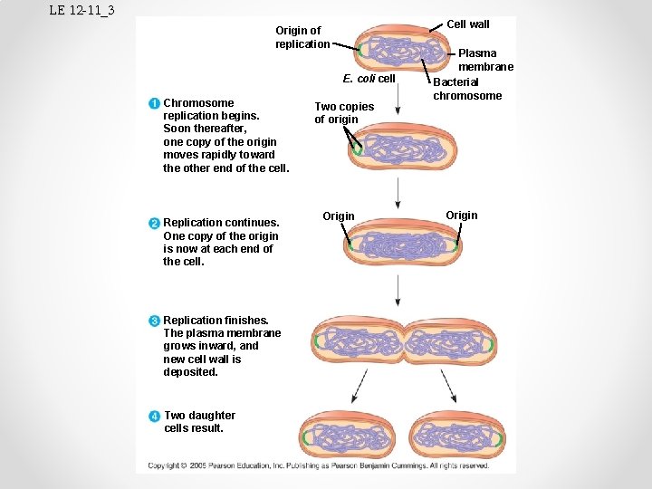 LE 12 -11_3 Cell wall Origin of replication E. coli cell Chromosome replication begins.