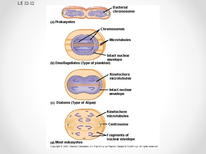 LE 12 -12 Bacterial chromosome Prokaryotes Chromosomes Microtubules Intact nuclear envelope Dinoflagellates (Type of