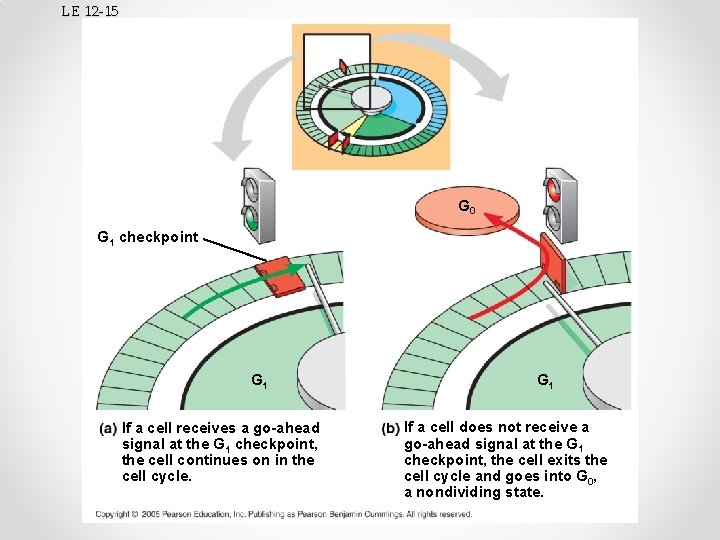 LE 12 -15 G 0 G 1 checkpoint G 1 If a cell receives
