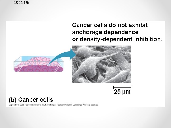 LE 12 -18 b Cancer cells do not exhibit anchorage dependence or density-dependent inhibition.