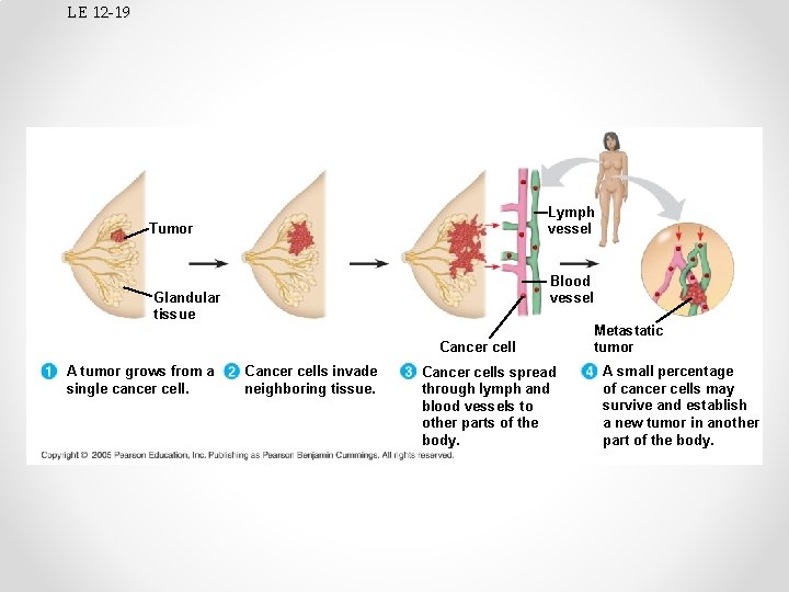 LE 12 -19 Lymph vessel Tumor Blood vessel Glandular tissue Cancer cell A tumor