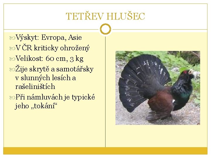 TETŘEV HLUŠEC Výskyt: Evropa, Asie V ČR kriticky ohrožený Velikost: 60 cm, 3 kg