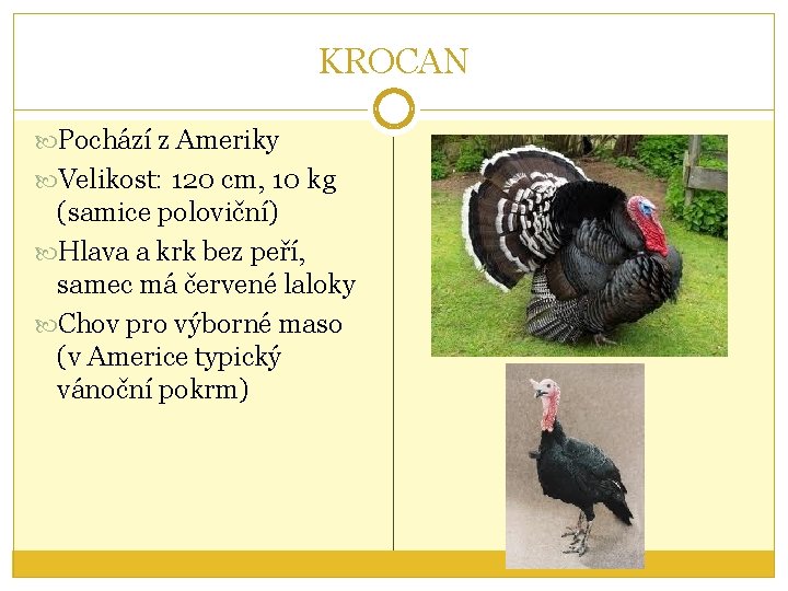 KROCAN Pochází z Ameriky Velikost: 120 cm, 10 kg (samice poloviční) Hlava a krk