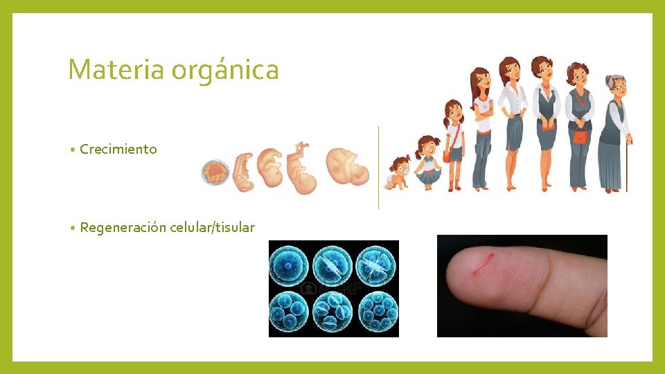 Materia orgánica • Crecimiento • Regeneración celular/tisular 