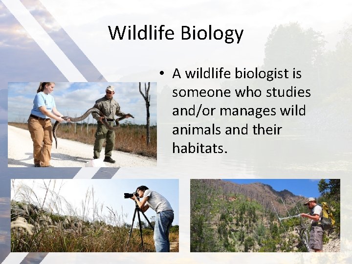 Zoologists and Wildlife Biologist By Valentin Roman Zoology