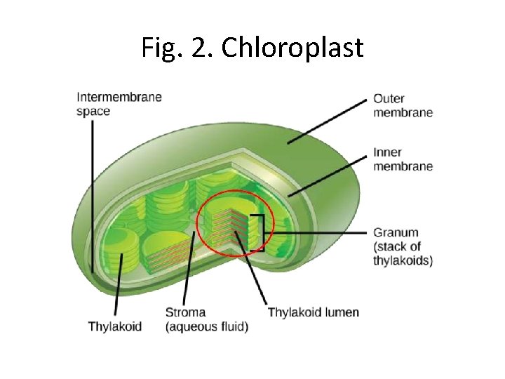 Fig. 2. Chloroplast 