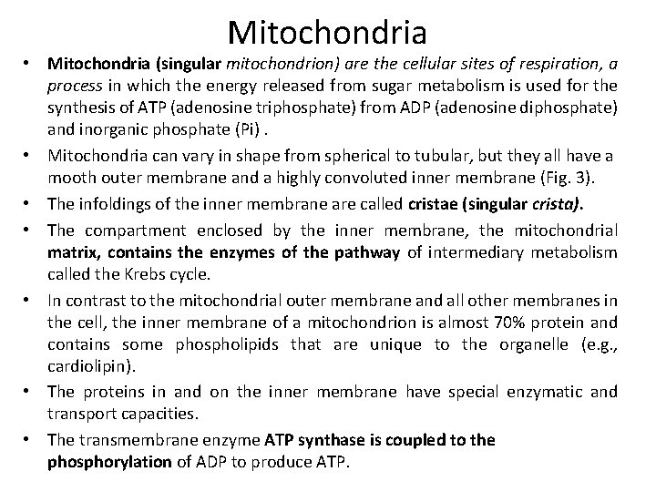 Mitochondria • Mitochondria (singular mitochondrion) are the cellular sites of respiration, a process in