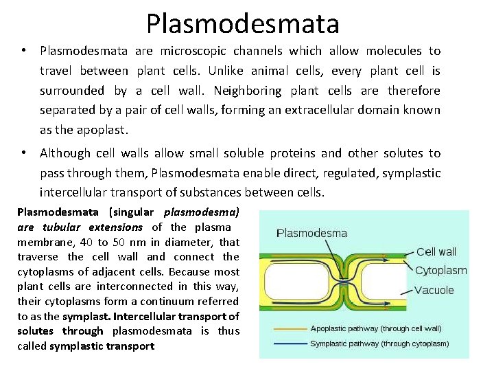 Plasmodesmata • Plasmodesmata are microscopic channels which allow molecules to travel between plant cells.