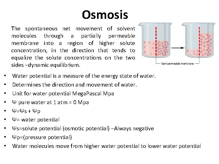 Osmosis The spontaneous net movement of solvent molecules through a partially permeable membrane into