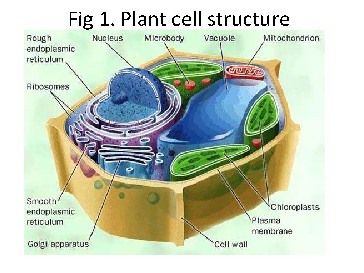 Fig 1. Plant cell structure 