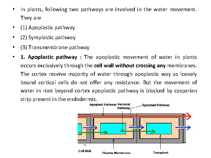  • In plants, following two pathways are involved in the water movement. They